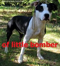 Étalon American Staffordshire Terrier - Una bella of little Bomber