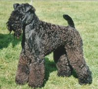 Étalon Kerry Blue Terrier - CH. Lescareiot Georgeous george