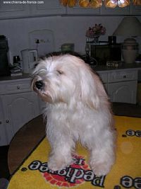 Étalon Terrier Tibetain - Umprhey bogart du clos de Grisailloux