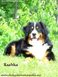 Étalon Bouvier Bernois - Rashka Terrebernoise