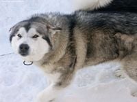 Étalon Alaskan Malamute - Ugatz de La Fougue du Nord