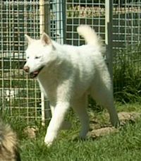 Étalon Siberian Husky - Volf (Sans Affixe)