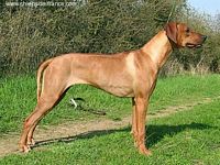 Étalon Rhodesian Ridgeback - Nombeko Amboni sibongile