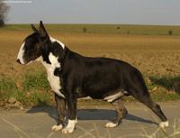 Étalon Bull Terrier - CH. Thud and cuddles Unforgettable harry