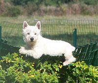 Étalon West Highland White Terrier - Very sweet kisses De l'Aucélian