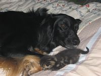 Étalon Hovawart - Shangaï de l'arche d'antigone