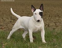 Étalon Bull Terrier - Thud and cuddles Victory