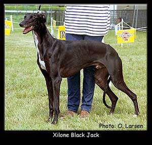 CH. Xilone Black jack