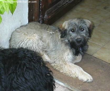 Un prince igor de la Gosserie du Marais