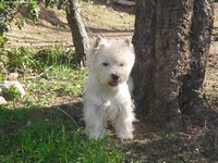 Étalon West Highland White Terrier - Uwyllee De babalou