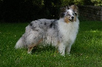 Étalon Shetland Sheepdog - Végas blue Des Fées Du Pays Noir