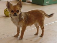 Étalon Chihuahua - Emilie (Sans Affixe)