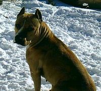 Étalon American Staffordshire Terrier - Taya du Val D'Arijan