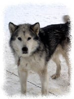 Étalon Alaskan Malamute - Linook winipeg lake Dayack spirit of chaman