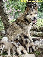 Étalon Alaskan Malamute - Ruby's nunavut Over wild land