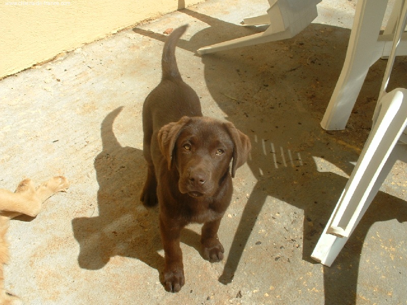 Publication : Du bois des charagons 