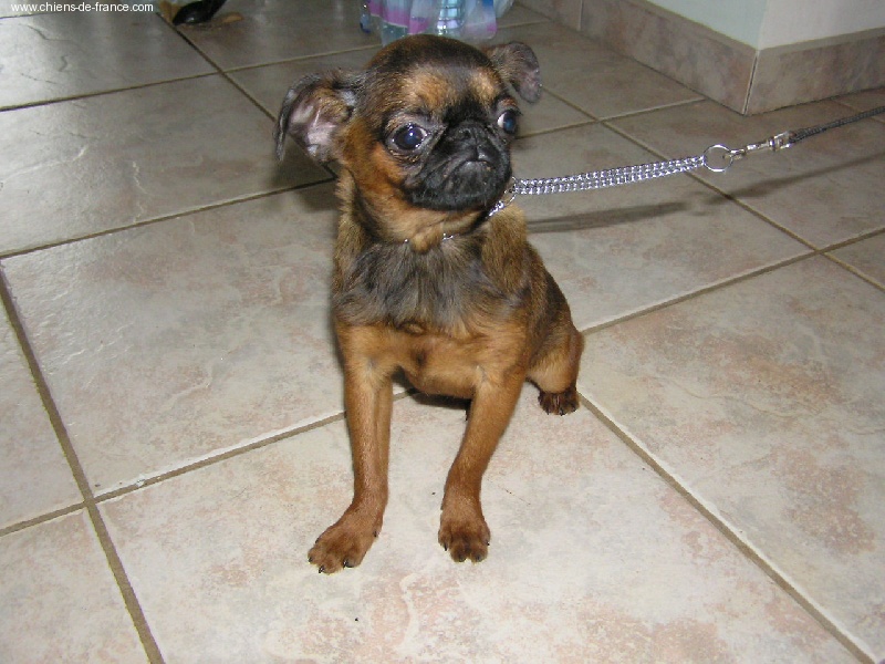 Publication : Des Pinscheboules 