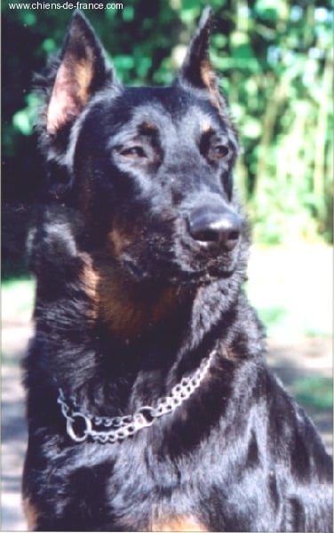 Polka du Royaume D'Elsa