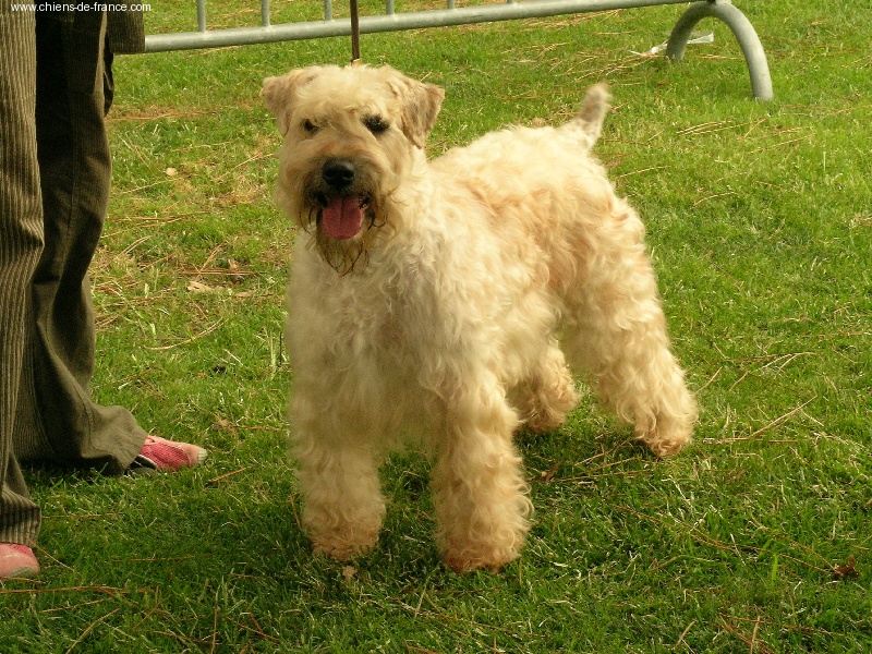 CH. Yonsabalene Hiru musu