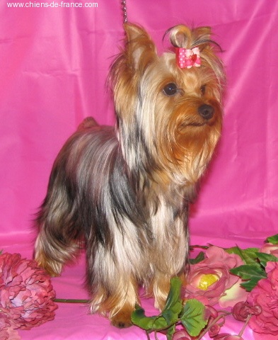 Publication : Yorkiefolie 