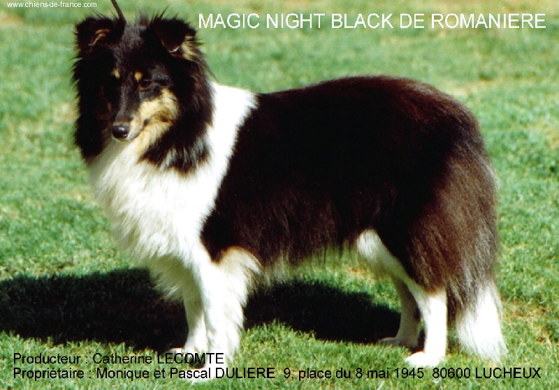 Magic night black De romaniere