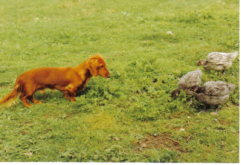 Publication : de la goutte du Chaity 