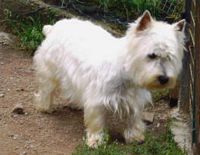 Étalon West Highland White Terrier - Violette Du domaine des lys