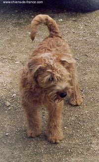 Étalon Irish Soft Coated Wheaten Terrier - CH. Villa rosas Dun drew na brookdene