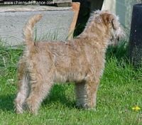 Étalon Irish Soft Coated Wheaten Terrier - CH. Brookdene Tullamore dew