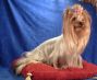 Étalon Yorkshire Terrier - Fancy look De pomerleau