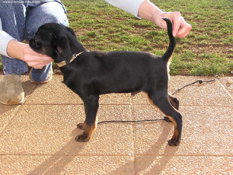 Publication : Des Pinscheboules 