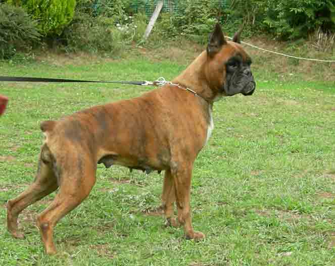 Shade Du clos sweetie