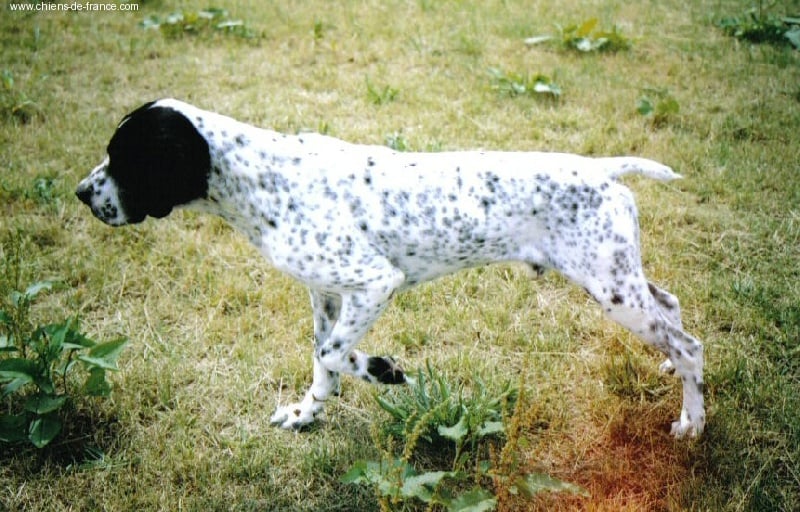 CH. Robust De la vallée de miribel