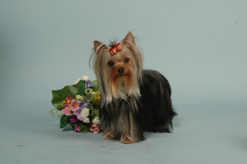 Aby De la fontaine aux elfes