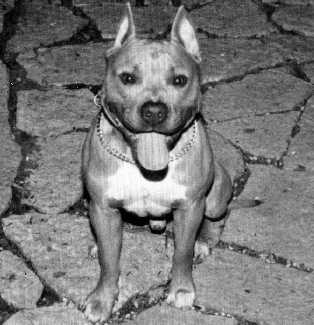 Diamond's Ringmaster