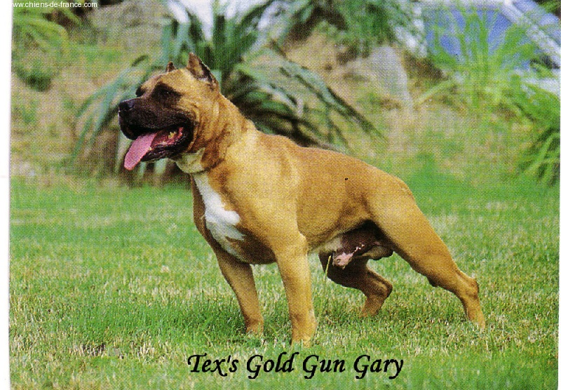 Tex's Gold gun garry
