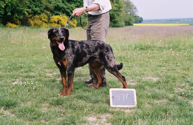 CH. Armoise bleue de la Noé d'Orient