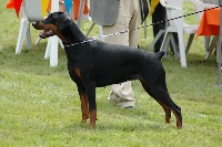 Étalon Dobermann - Valgora Du manoir de la panetiere