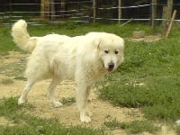 Étalon Chien de Montagne des Pyrenees - Ursule (Sans Affixe)