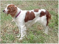 Étalon Welsh Springer Spaniel - Saphir des Hauts de L'Espinouse