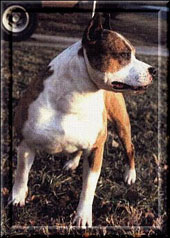 CH. Raodhouse's El toro valiente