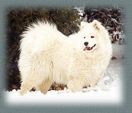 CH. Classic samojed of paradise Pay solan