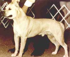 CH. Tonkawa Yellow hawk