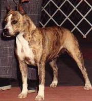 CH. Sindelar's Heide ho