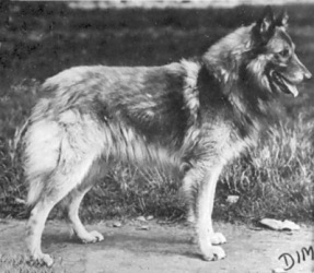 Willy De la garde noire