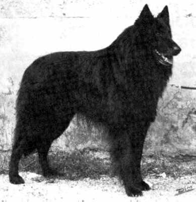 CH. Willy Du chemin des dames