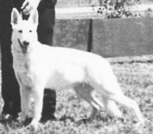 Sherman's Schnee mädchen