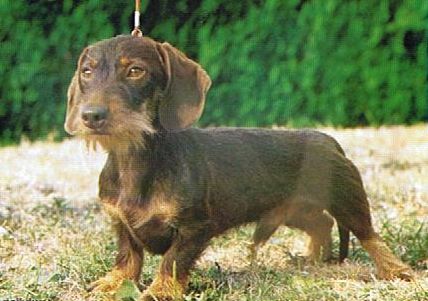 CH. Felix le chat de ker ki douar