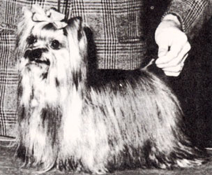 CH. Mayfair Barban mocha mousse