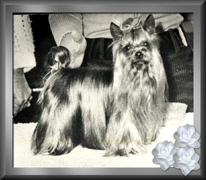 CH. Wenscoe's Whizzaway of tzumiao